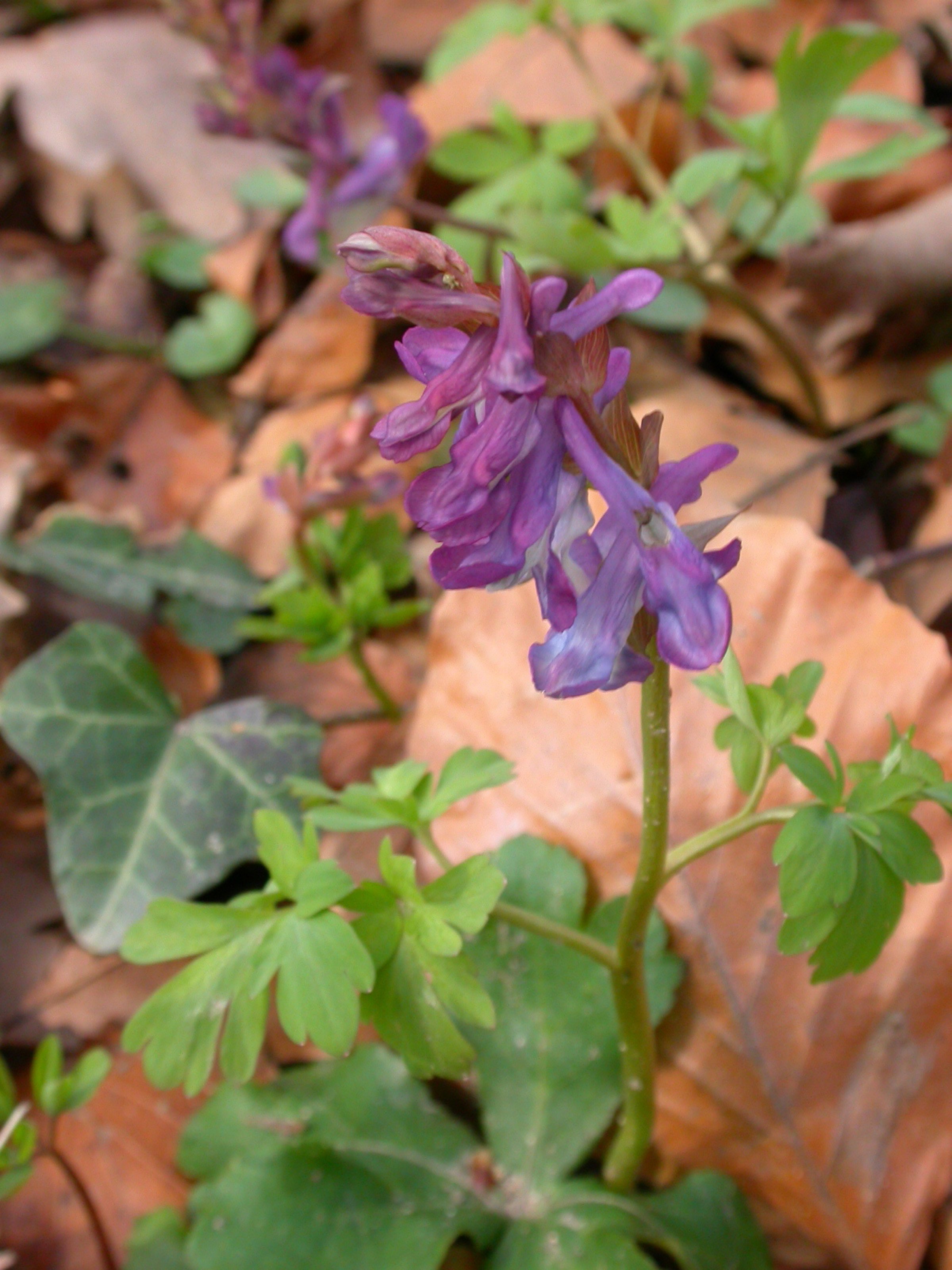 Pflanzen von A Z / Botanischer Garten Frankfurt