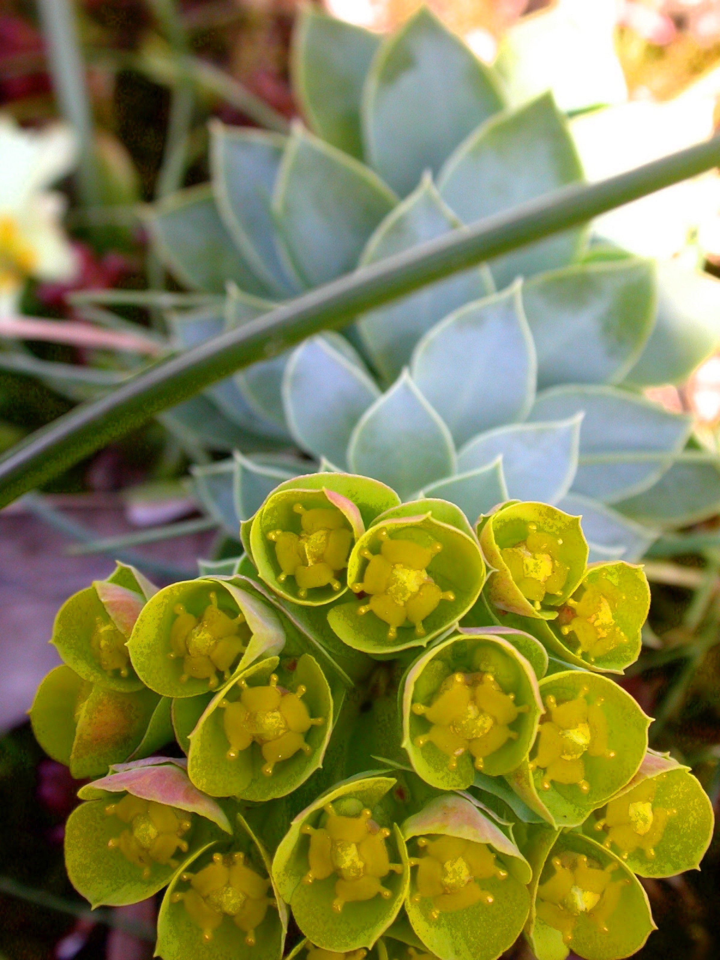 Pflanzen von A Z / Botanischer Garten Frankfurt