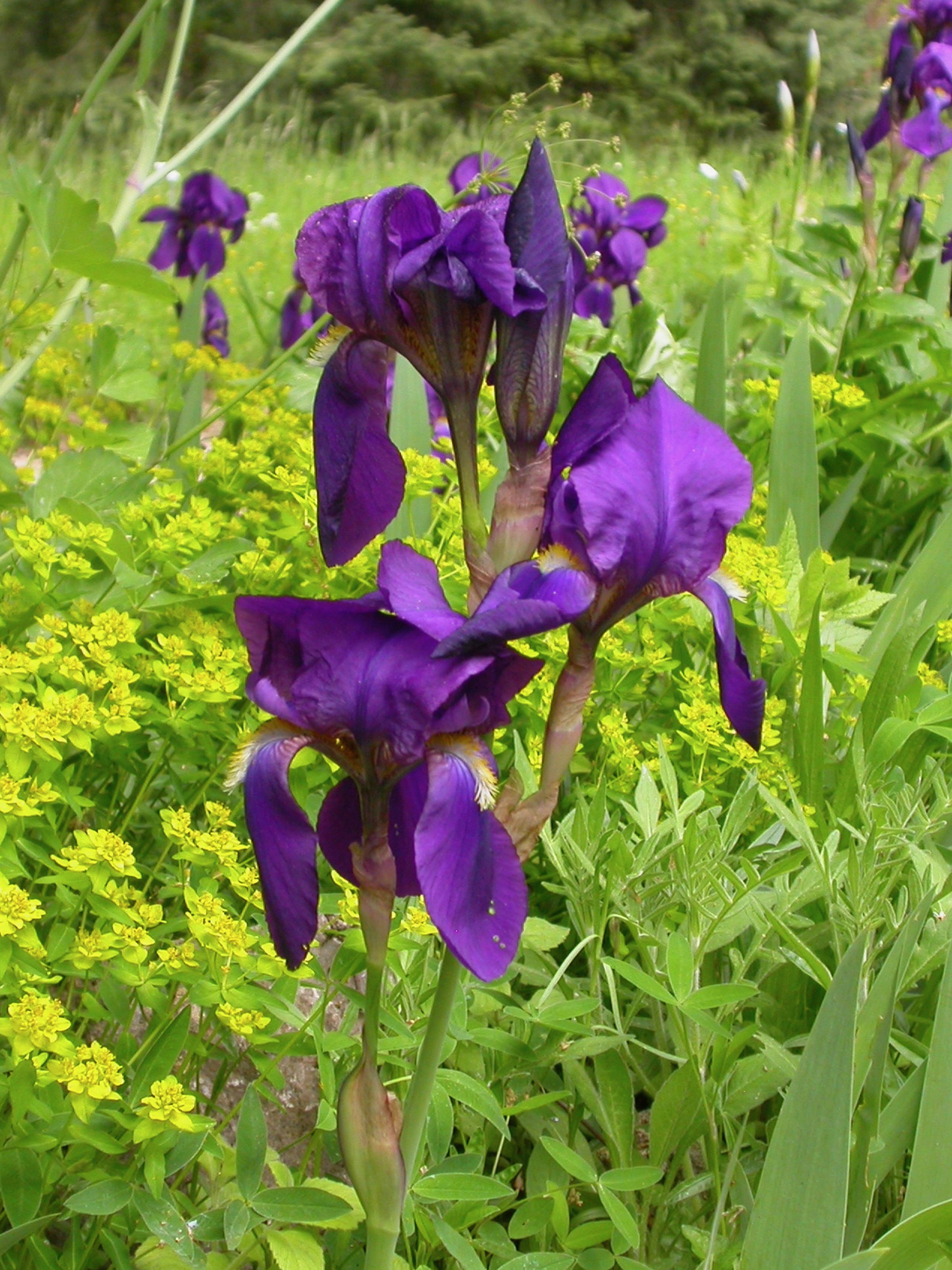 Pflanzen von A Z / Botanischer Garten Frankfurt