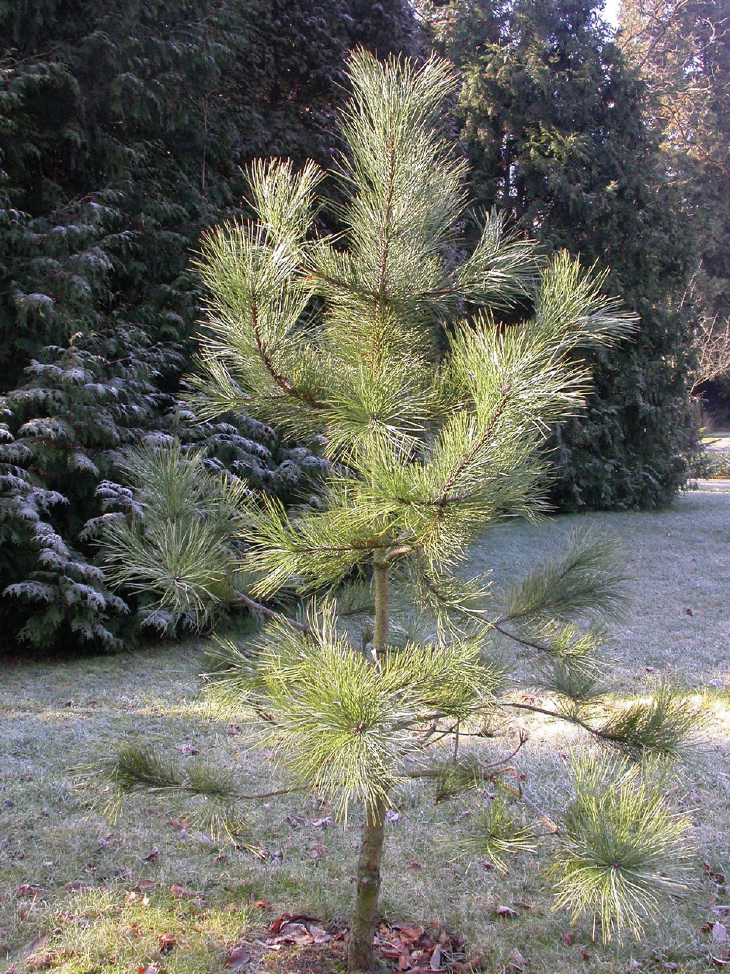 Pflanzen von A - Z / Botanischer Garten Frankfurt