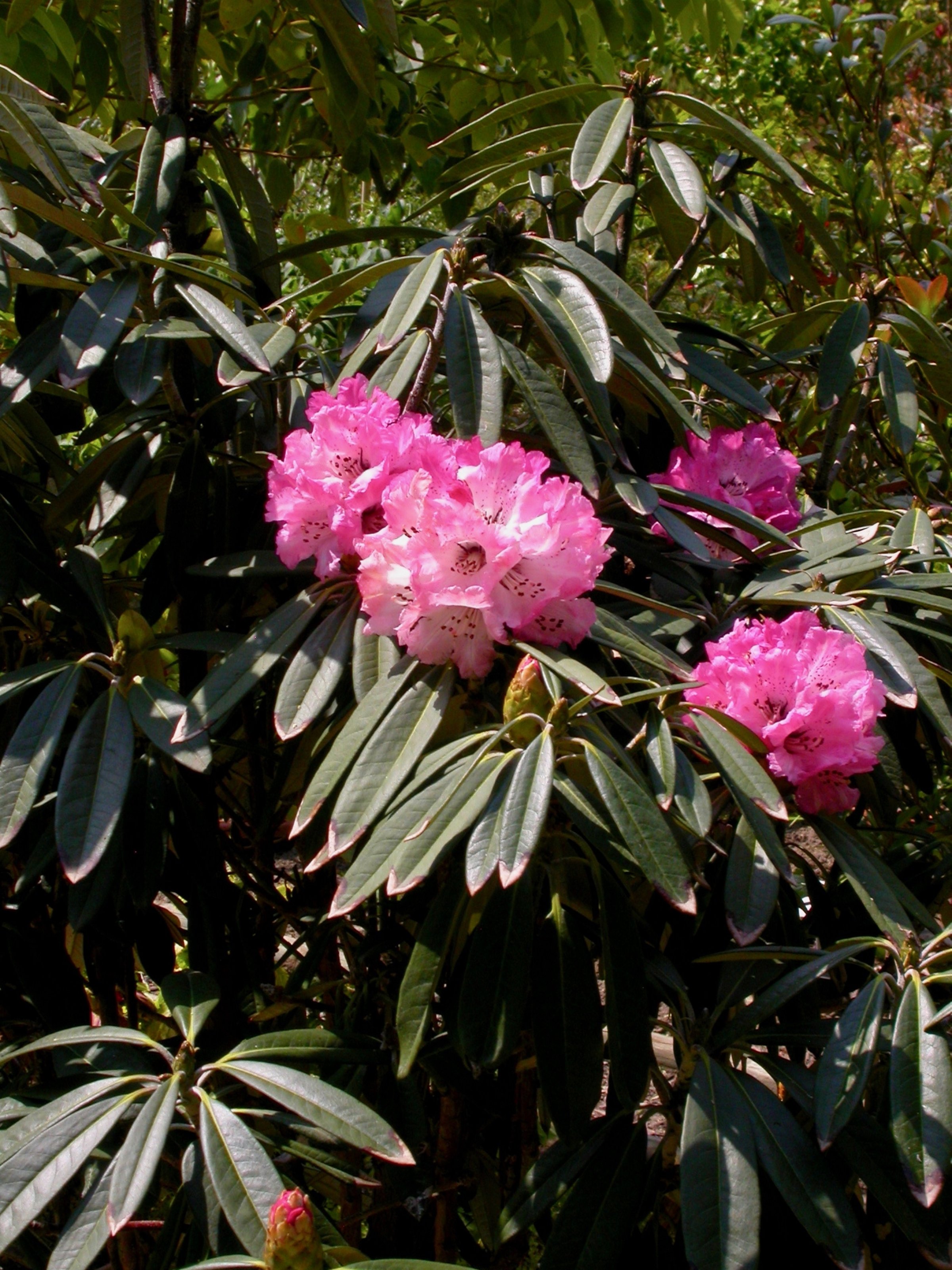 Pflanzen von A Z / Botanischer Garten Frankfurt