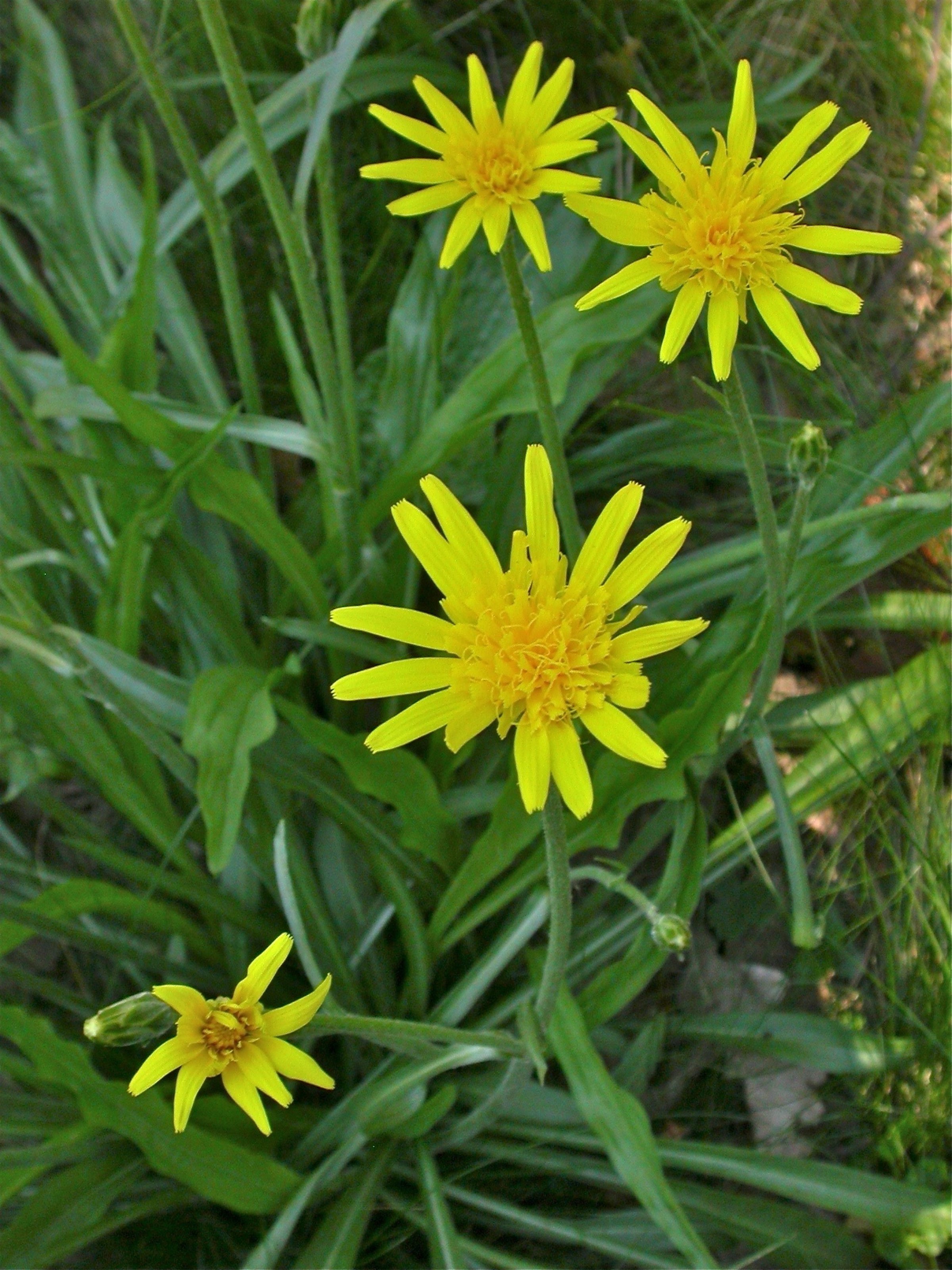 botanischer garten frankfurt öffnungszeiten