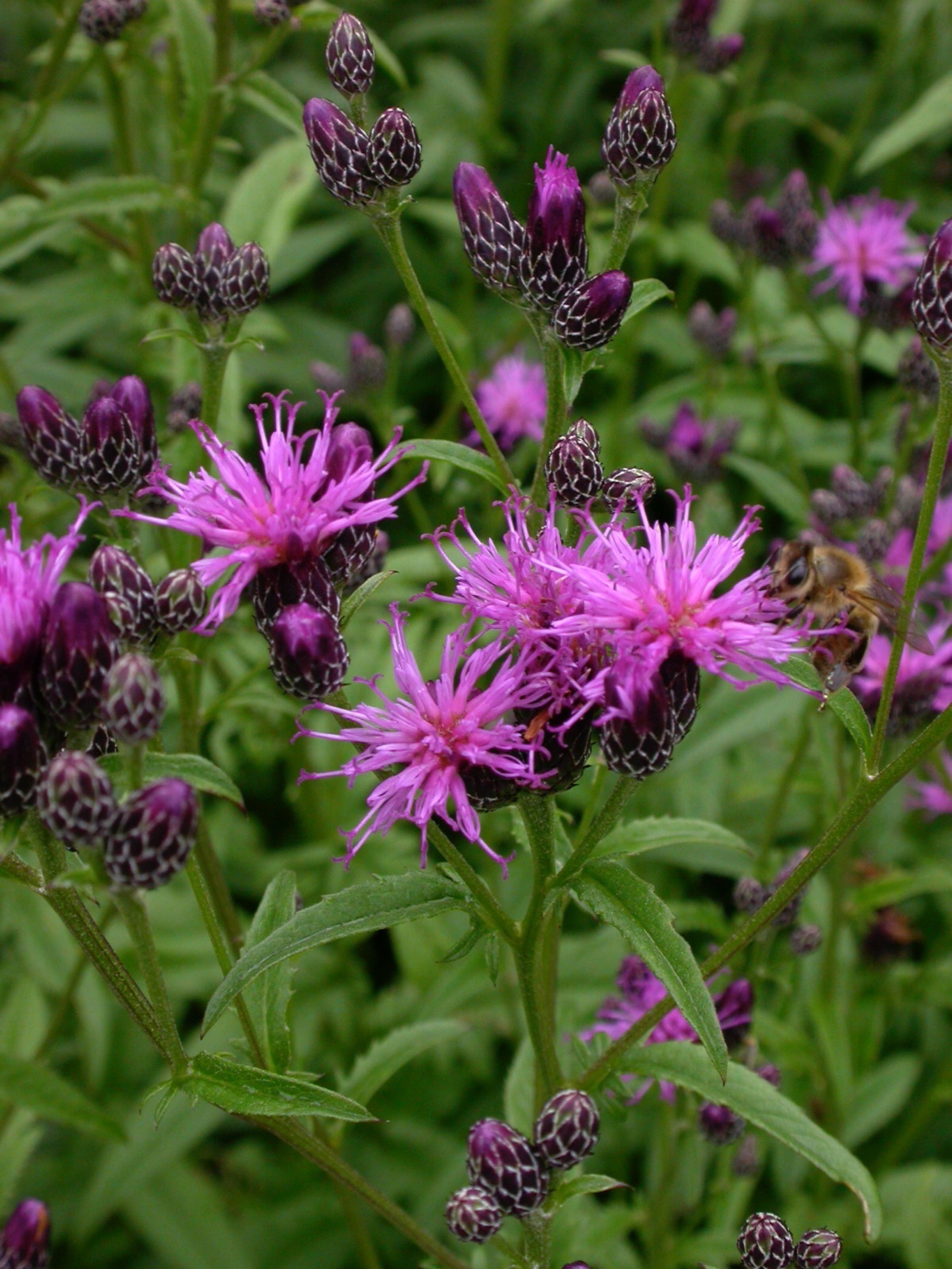 Pflanzen von A Z / Botanischer Garten Frankfurt