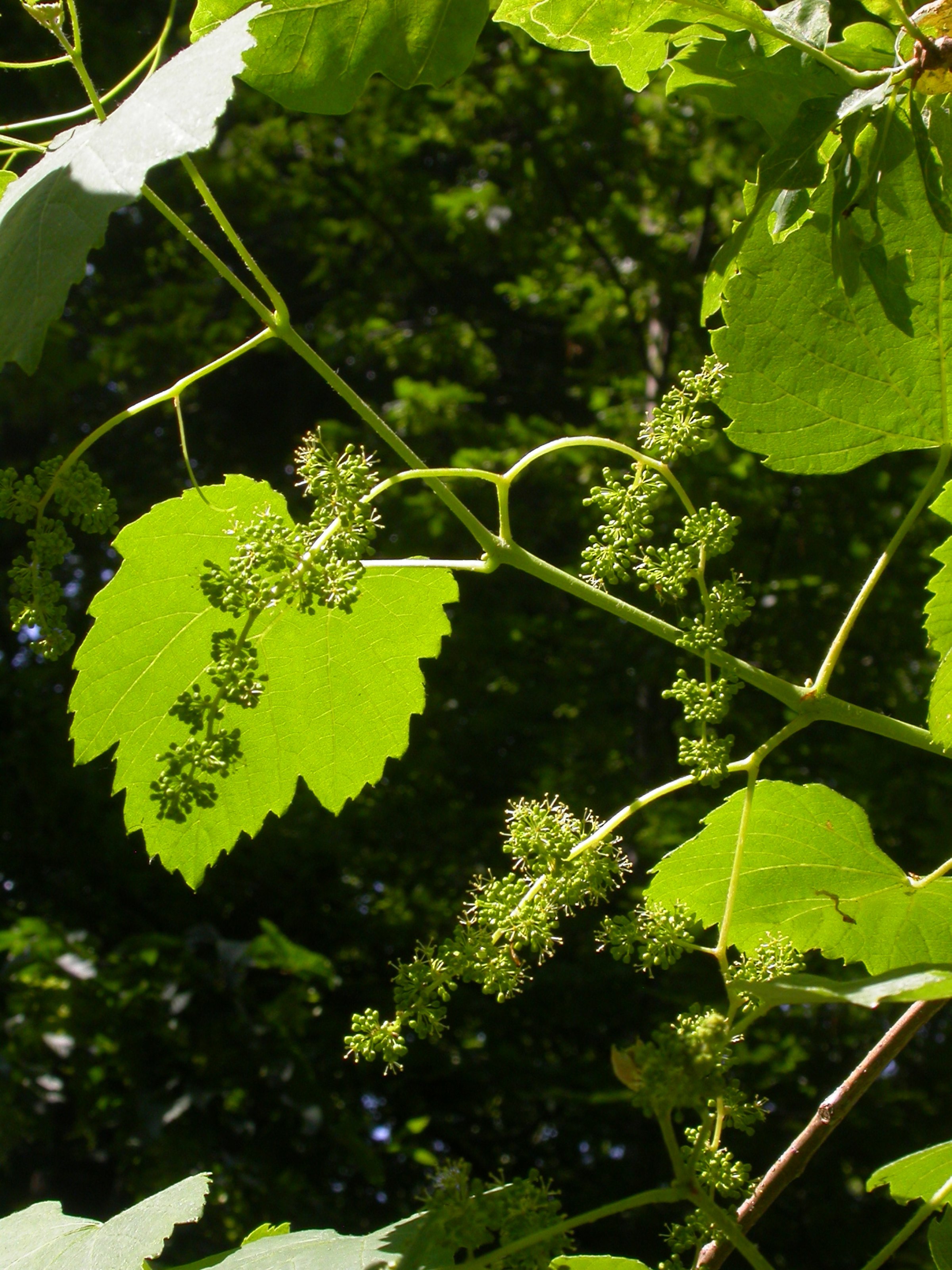Pflanzen von A Z / Botanischer Garten Frankfurt