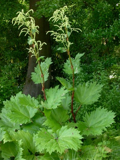 Rheum palmatum var. tanguticum,