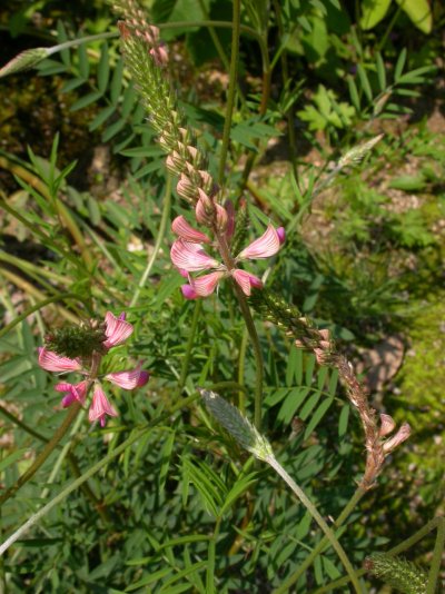 Onobrychis arenaria,