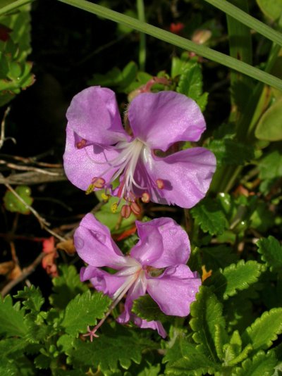 05: Geranium dalmaticum, 05: Geranium dalmaticum,