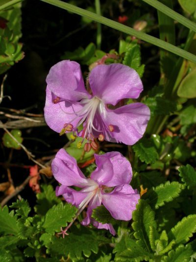 05: Geranium dalmaticum,