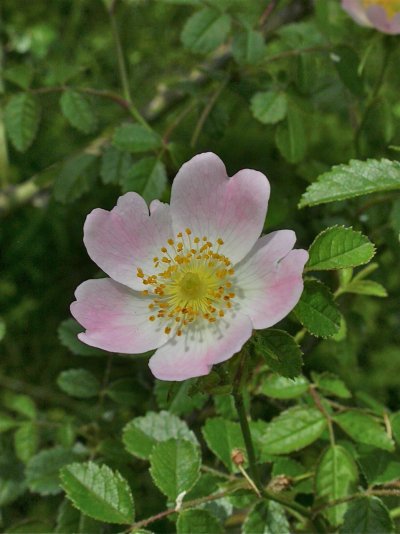 Rosa micrantha, 