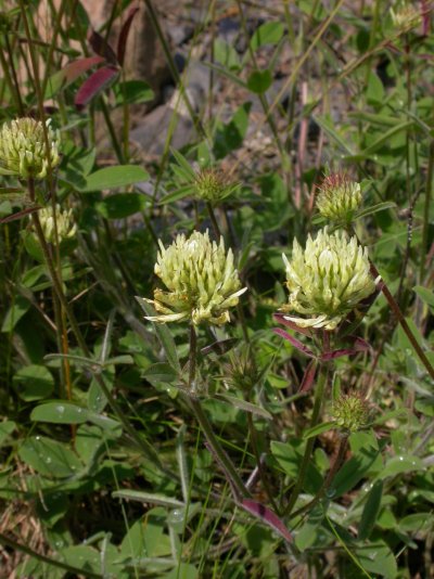 Trifolium ochroleucon,