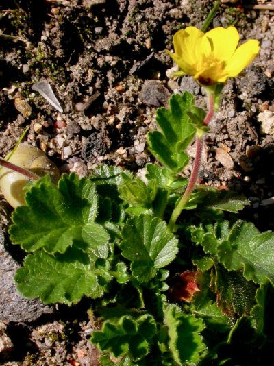 Geum montanum