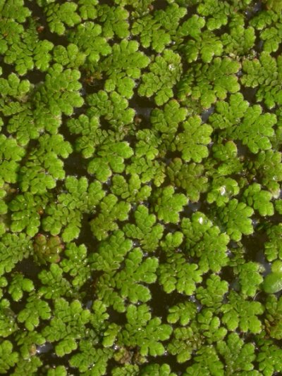 Azolla filiculoides