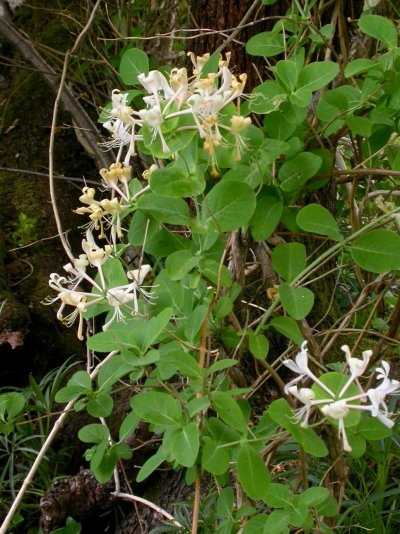 Lonicera caprifolium