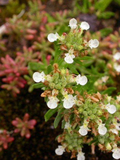 Teucrium montanum