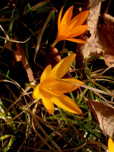 Crocus flavus