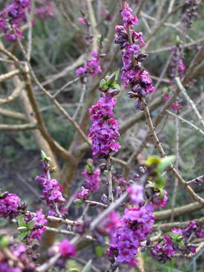 Daphne mezereum