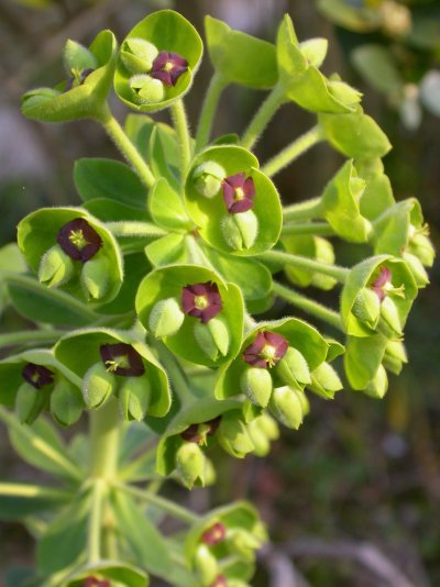 Euphorbia characias