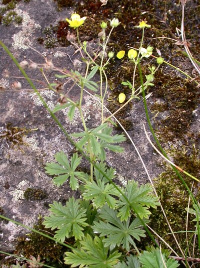 Potentilla rhenana