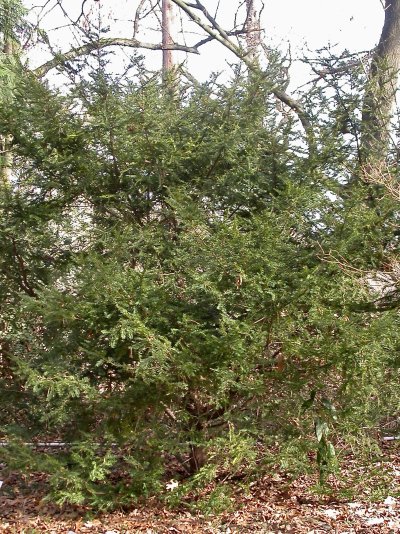 Taxus canadensis