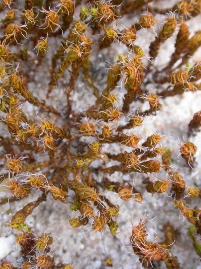 Syntrichia calcicola