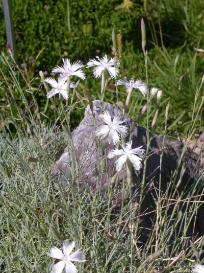 Dianthus lumnitzeri