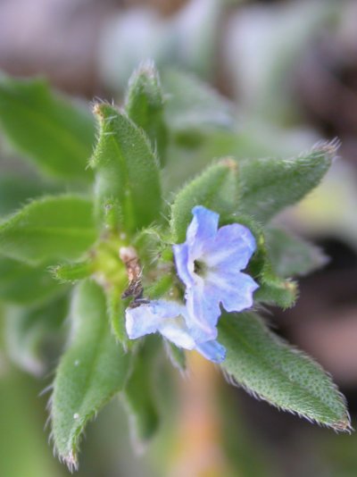 Buglossoides incrassata subsp. splitgerberi