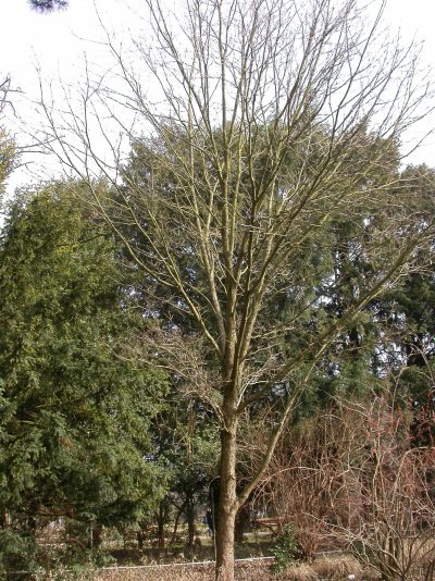 Quercus muehlenbergii