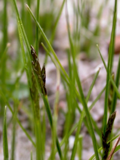 Carex praecox