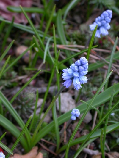 Muscari azureum