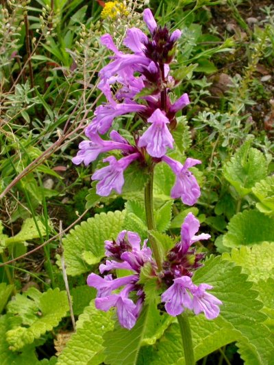 Betonica grandiflora