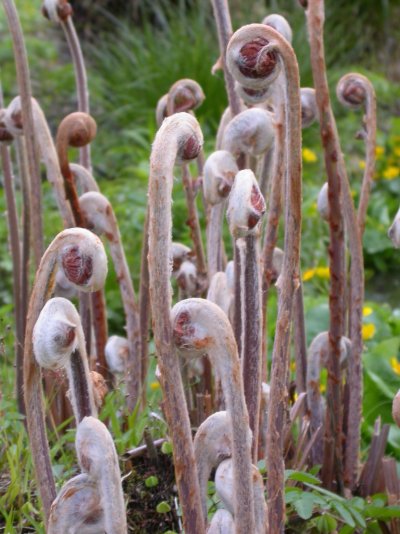 Osmunda regalis