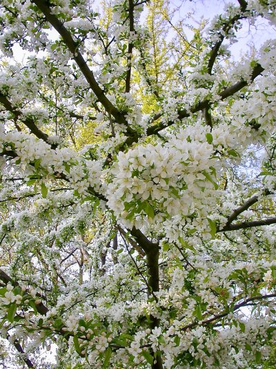 Malus sieboldii