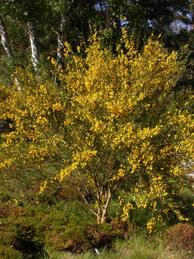 Cytisus scoparius