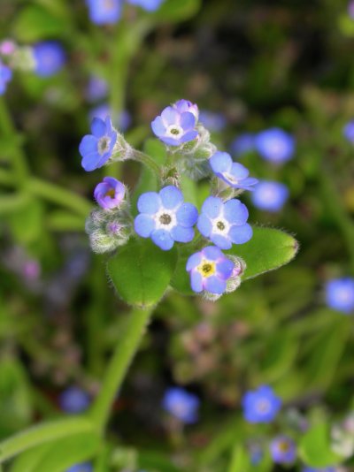 Myosotis azorica