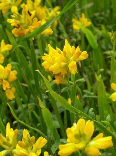 Genista sagittalis (= Chamaespartium sagittale)