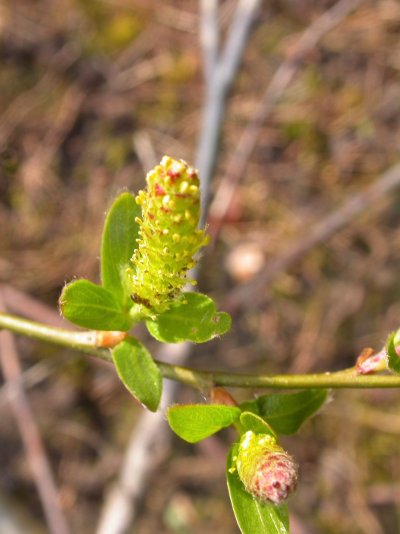 Salix myrtilloides