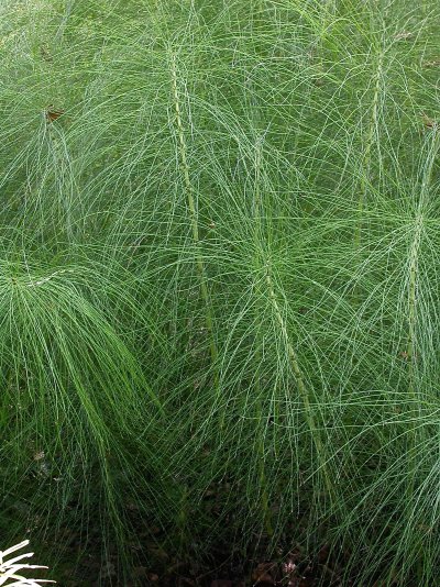 Equisetum telmateia