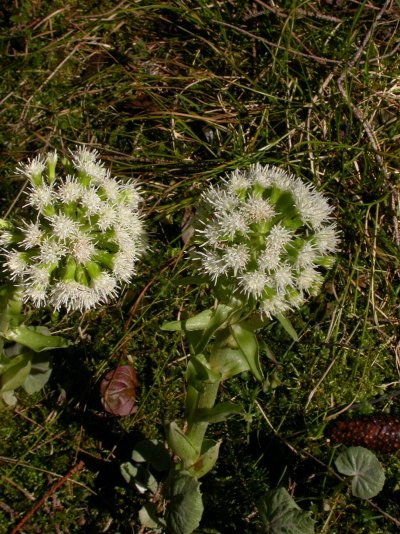 Petasites albus