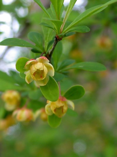 Berberis thunbergii ’Atropurpurea’