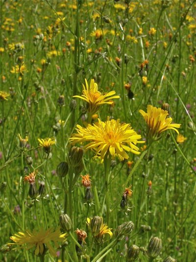 Crepis biennis,