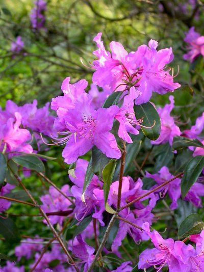 Rhododendron concinnum