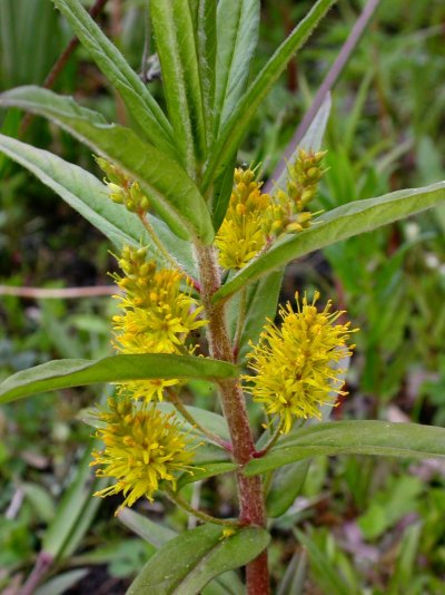 Lysimachia thyrsiflora