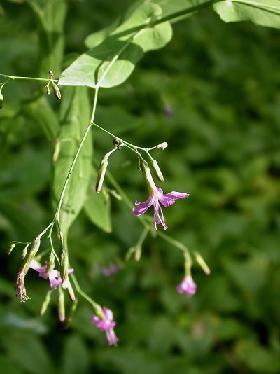 Prenanthes purpurea