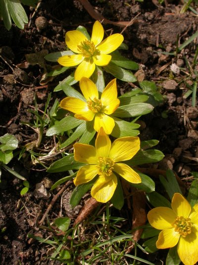 Eranthis hyemalis