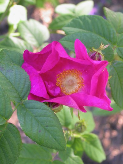 Rosa francofurtana (=R. gallica x majalis)