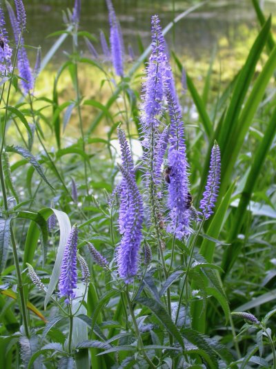 Veronica maritima  (= Pseudolysimachion maritimum subsp. longifolium)	