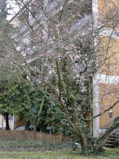 Prunus subhirtella ’Autumnalis’