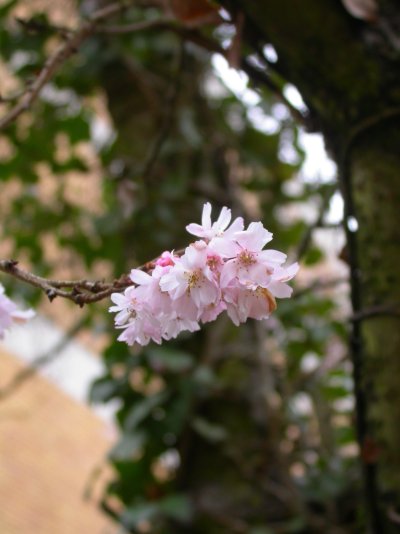 Prunus subhirtella ’Autumnalis’