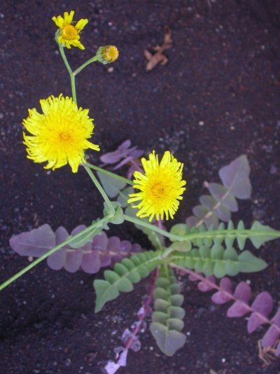 Sonchus gomeraensis