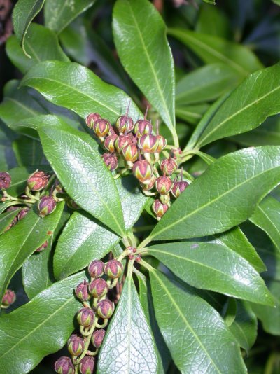 Pieris japonica